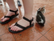 A TINY cat at a temple in Vientiane